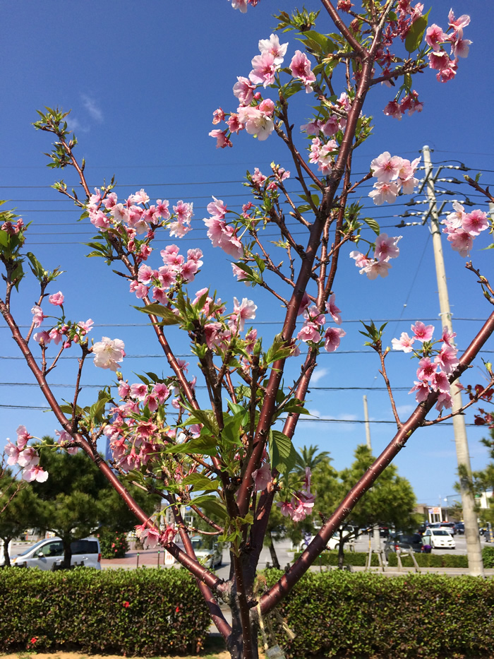 沖縄でも本土の桜が見れます｜与那原町与那古浜（よなこはま）公園に桜が開花！
