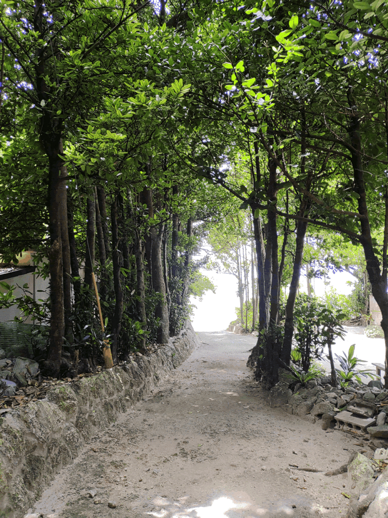 備瀬フクギ並木で昔の沖縄の集落の様子を垣間見る